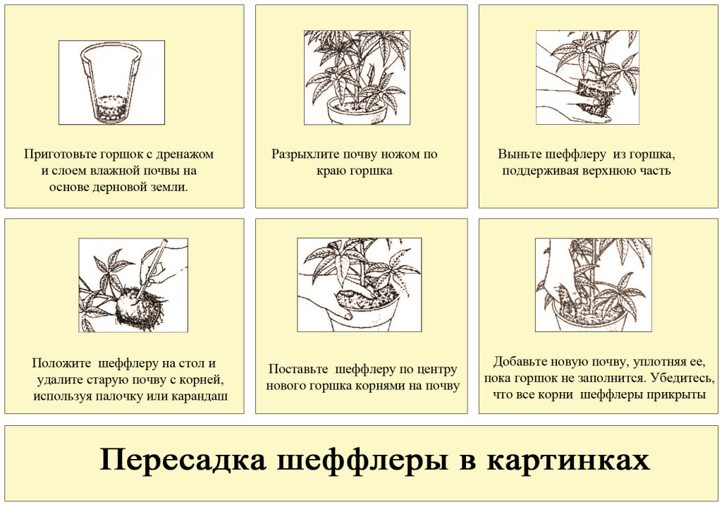 Как размножить шеффлеру