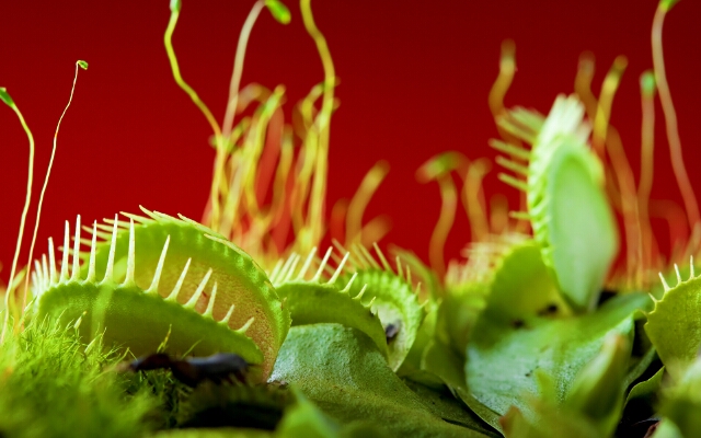 Venus flytrap - การดูแลที่บ้าน: นักล่าในร่ม