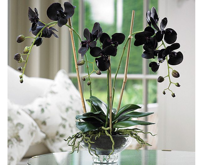 Ar galima orchidėjas laikyti miegamajame: floristų ir dizainerių patarimai