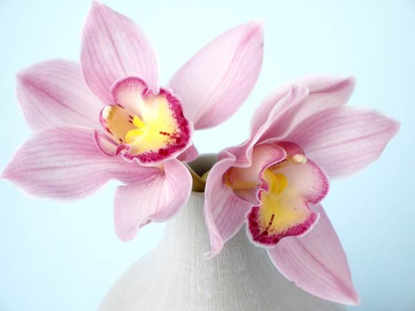 Mitä orkidea houkuttelee kotiisi: kansanmerkit ja taikauskot