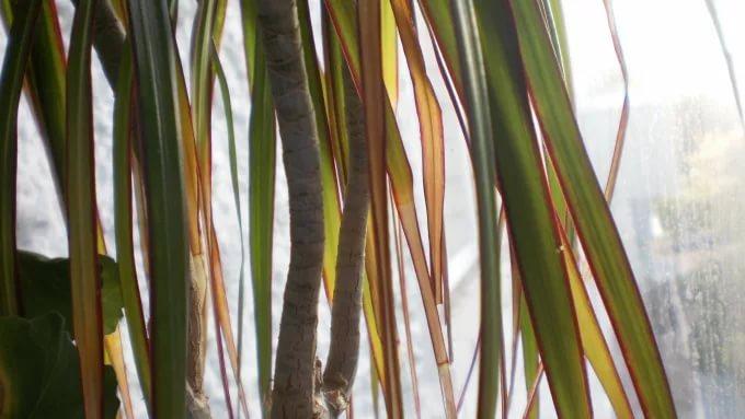 డ్రాకేనా ఆకులు పసుపు రంగులోకి మారుతాయి: కారణాలు, ఇంట్లో సంరక్షణ మార్గాలు