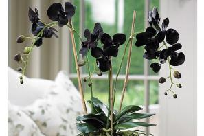 Onko mahdollista säilyttää orkideiden makuuhuoneessa: Floristit ja suunnittelijat