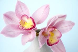Wat trok orchidee naar het huis: volksborden en bijgeloof